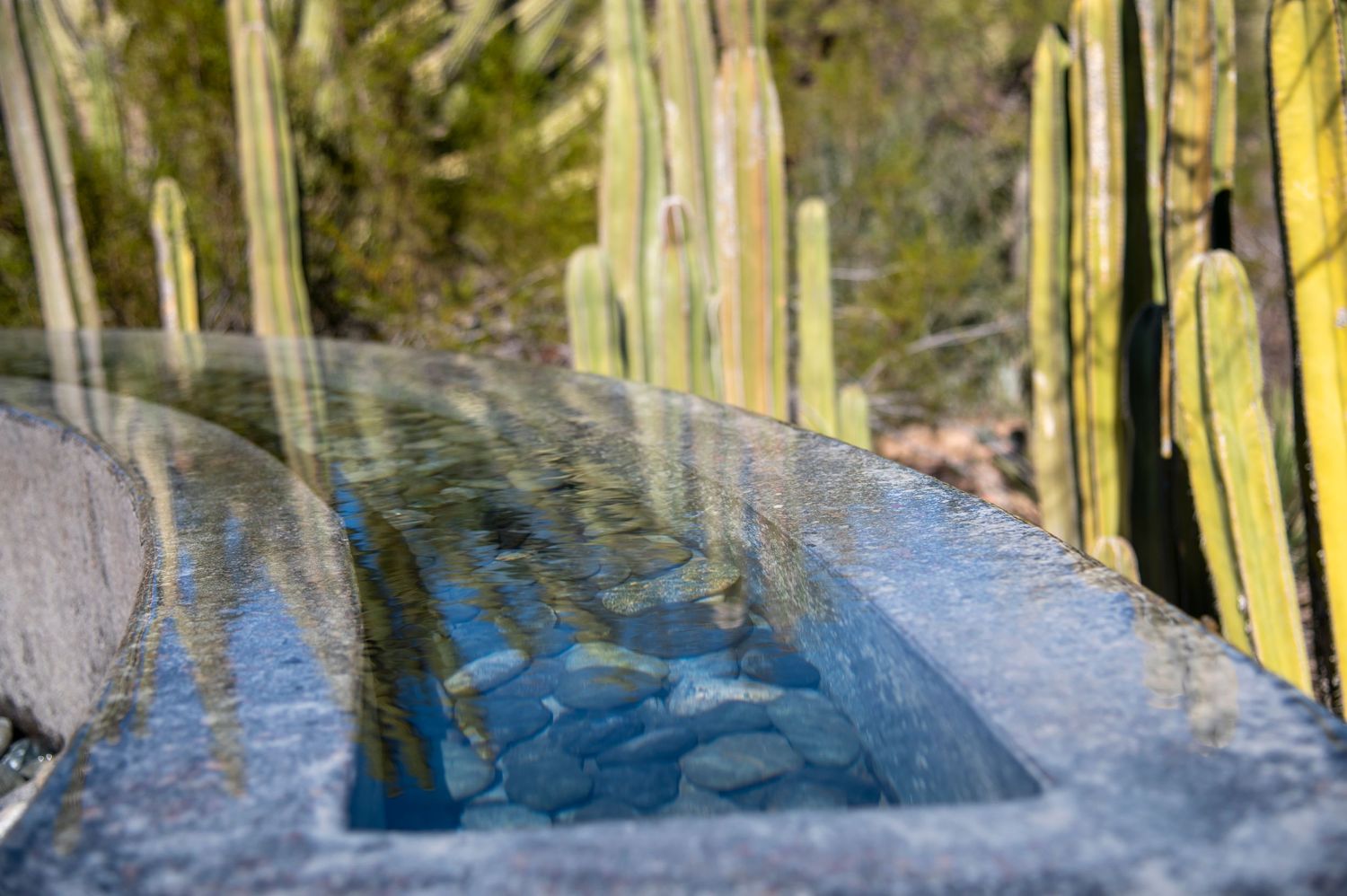 Abstract view through a wet car windshield with bamboo stalks visible.