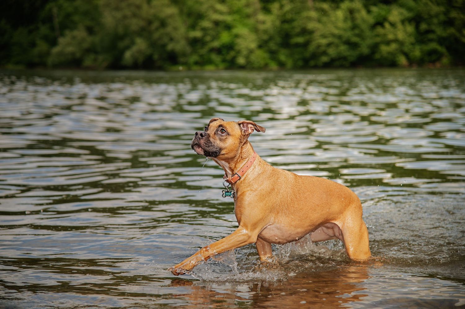 Brown boxer dog playing and splashing in rippling water.