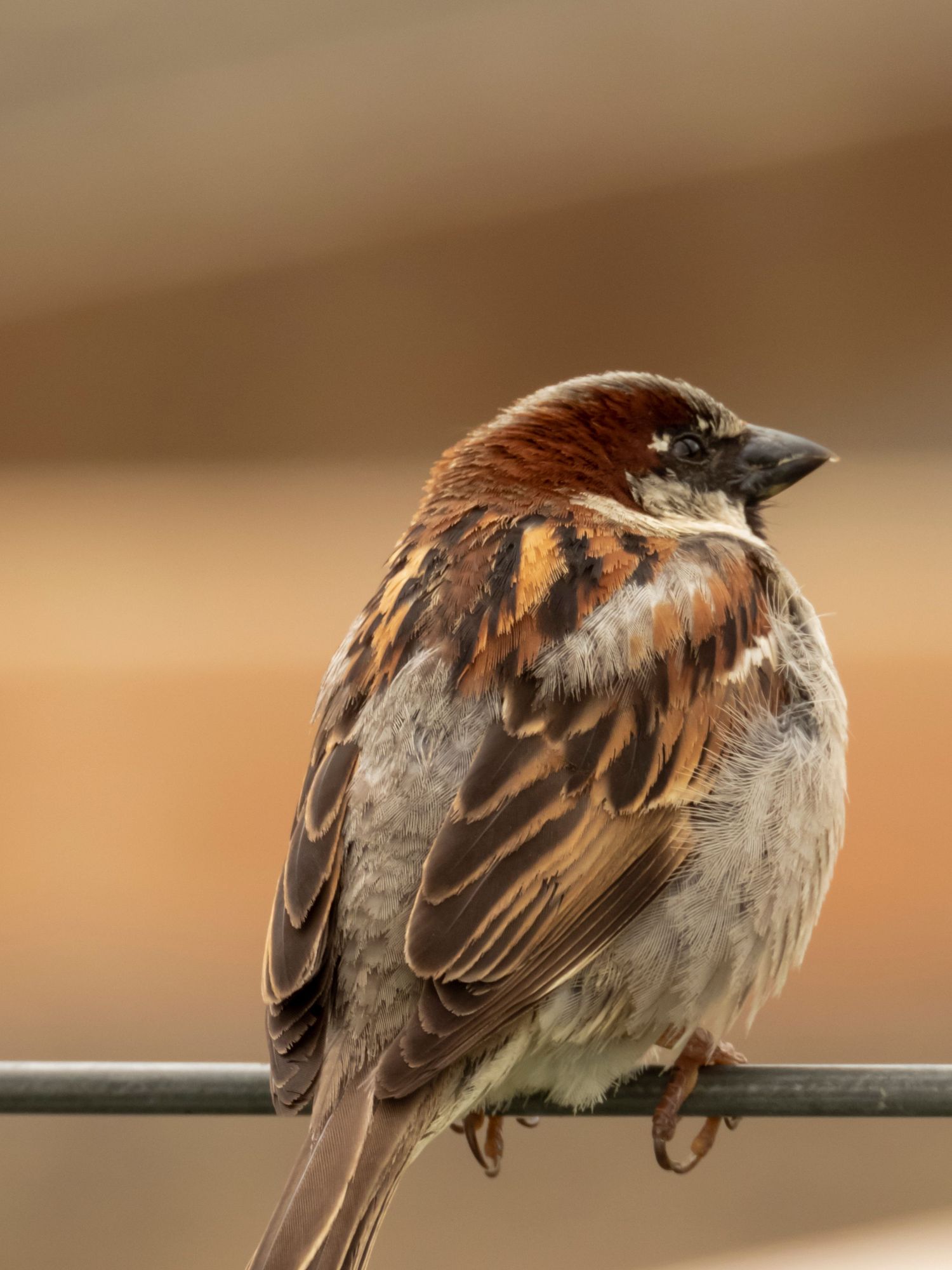 Multiple shots of sparrows perched on a metal rail showing their brown feather patterns.