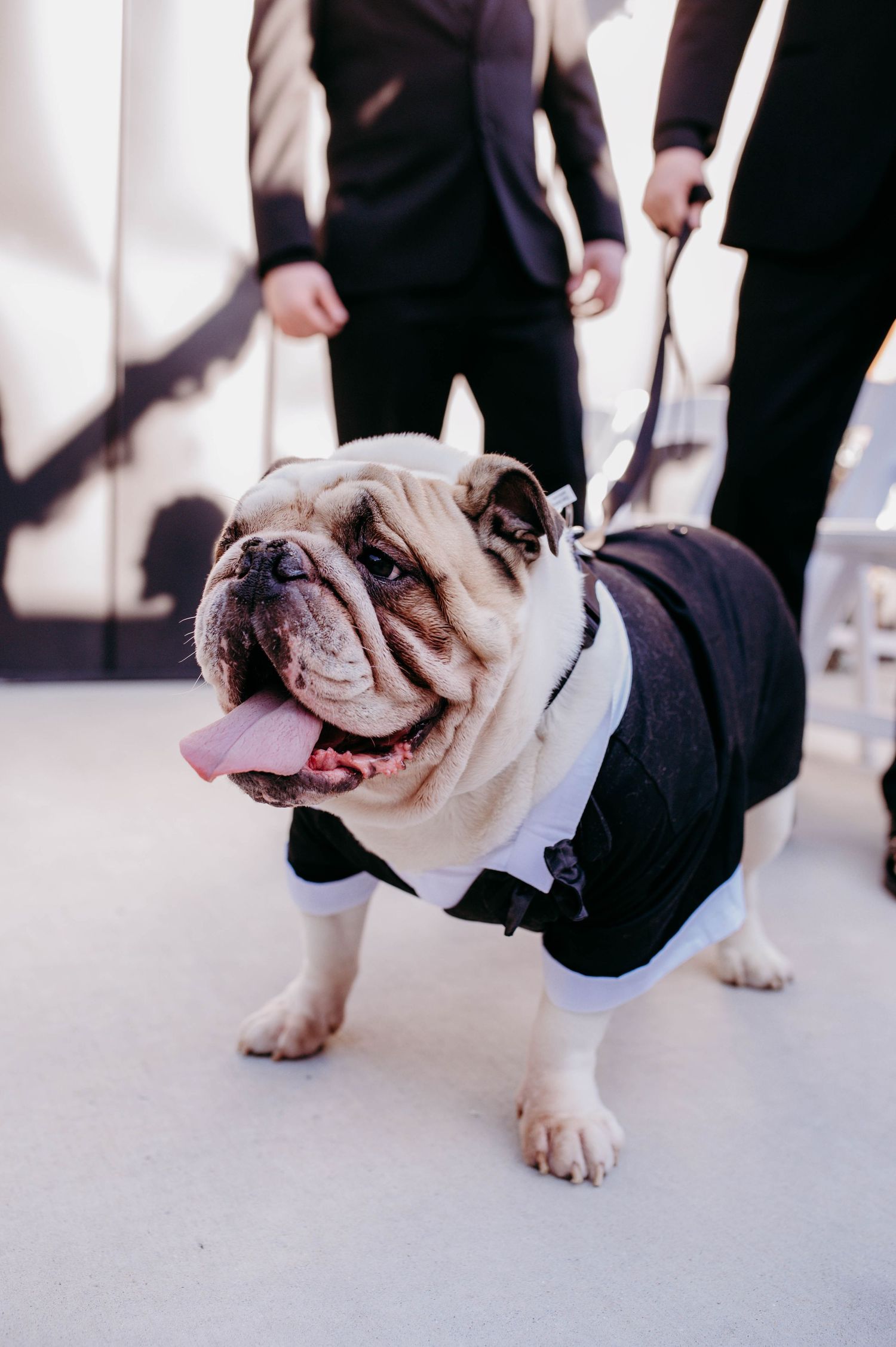 A French bulldog in a tuxedo.