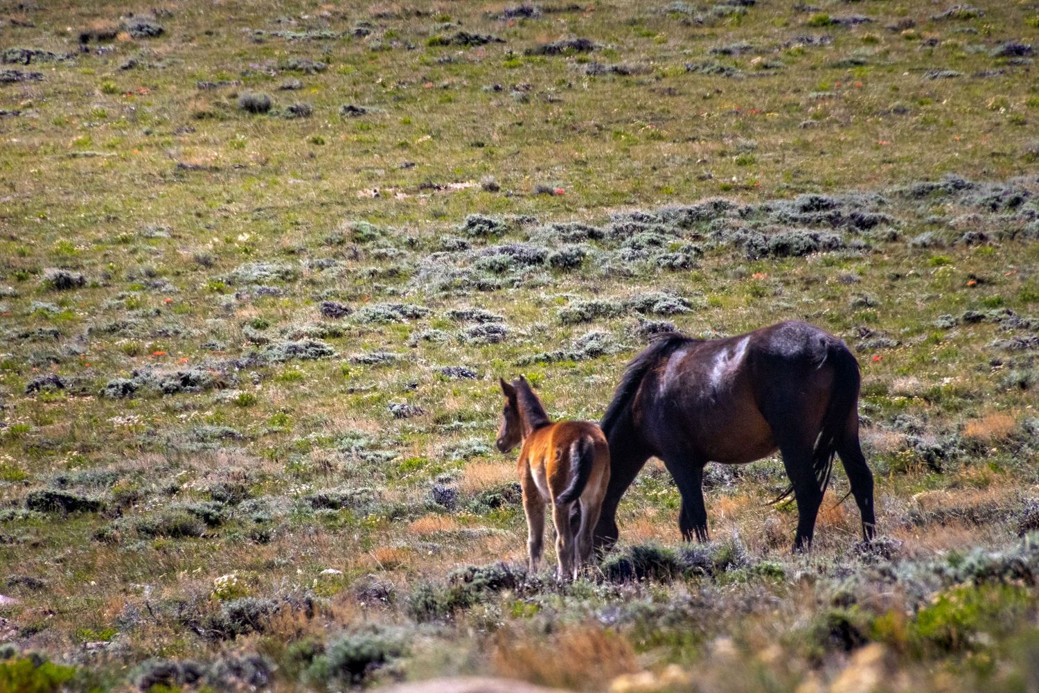 Horse and foal standing in Wyoming prairie with sagebrush