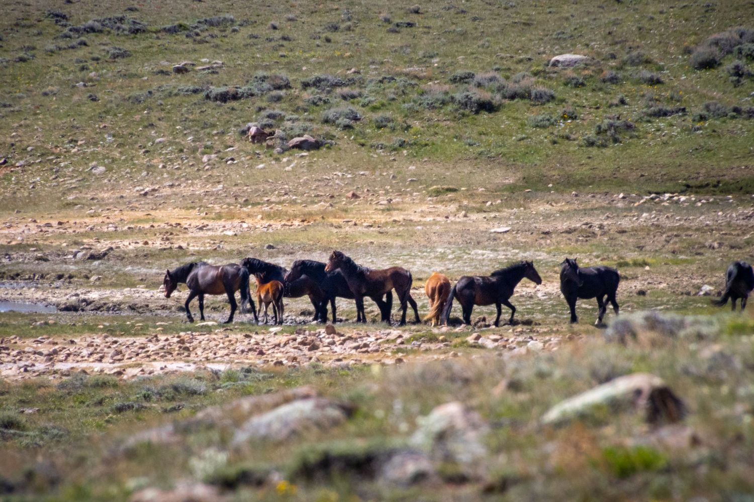 Herd of horses standing near water in Wyoming prairie with sagebrush