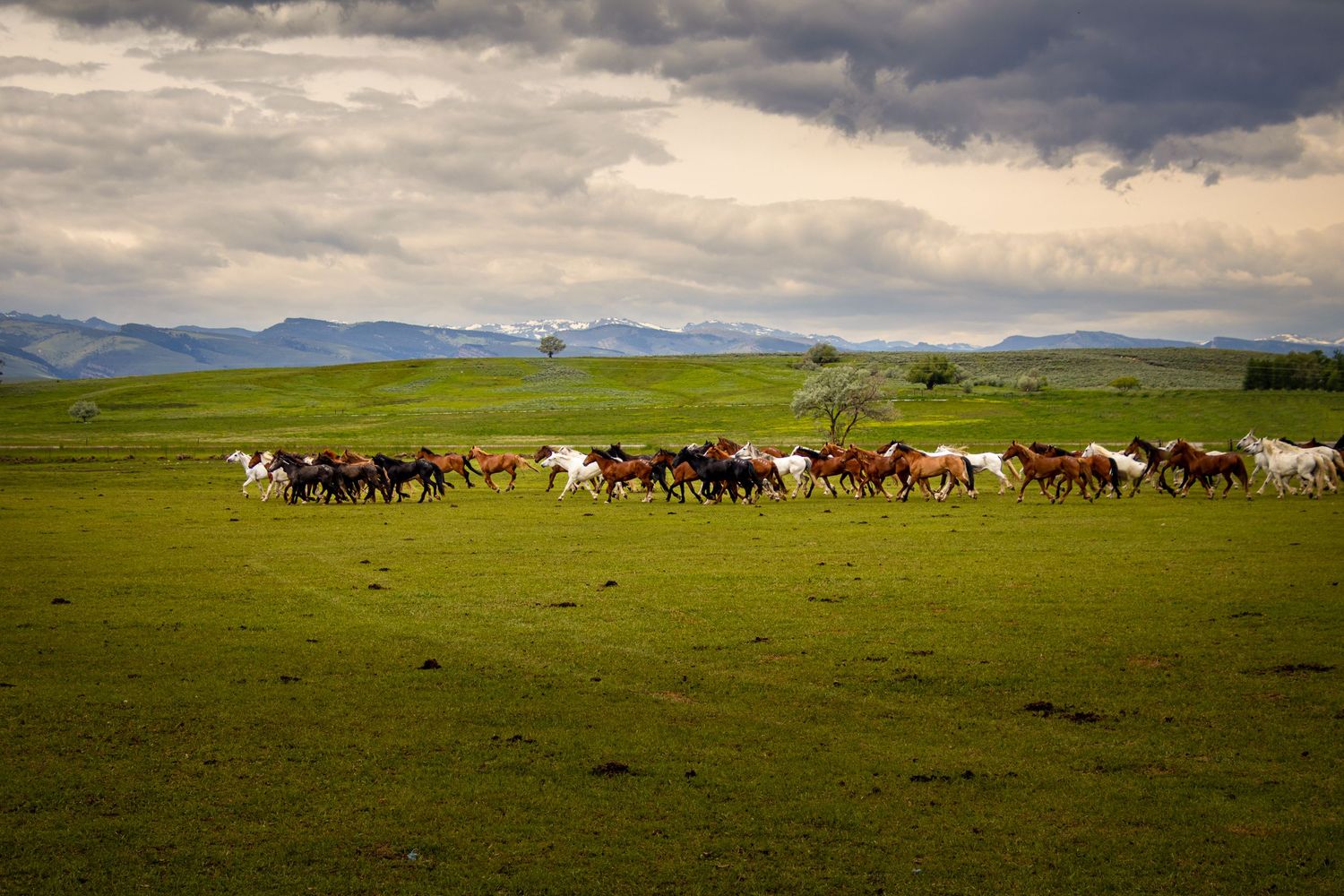 Herd of horses running across open Wyoming field with mountains in the distance