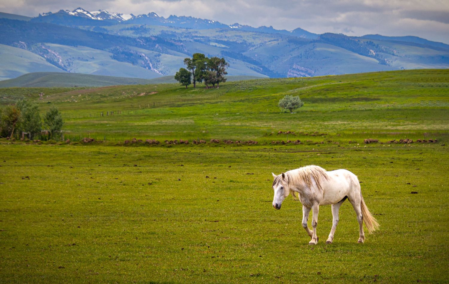 White horse walking across open Wyoming field with mountains in the distance