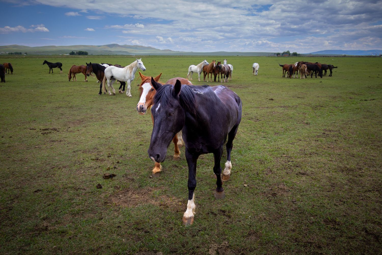Two horses walking toward camera in open Wyoming pasture with herd in background