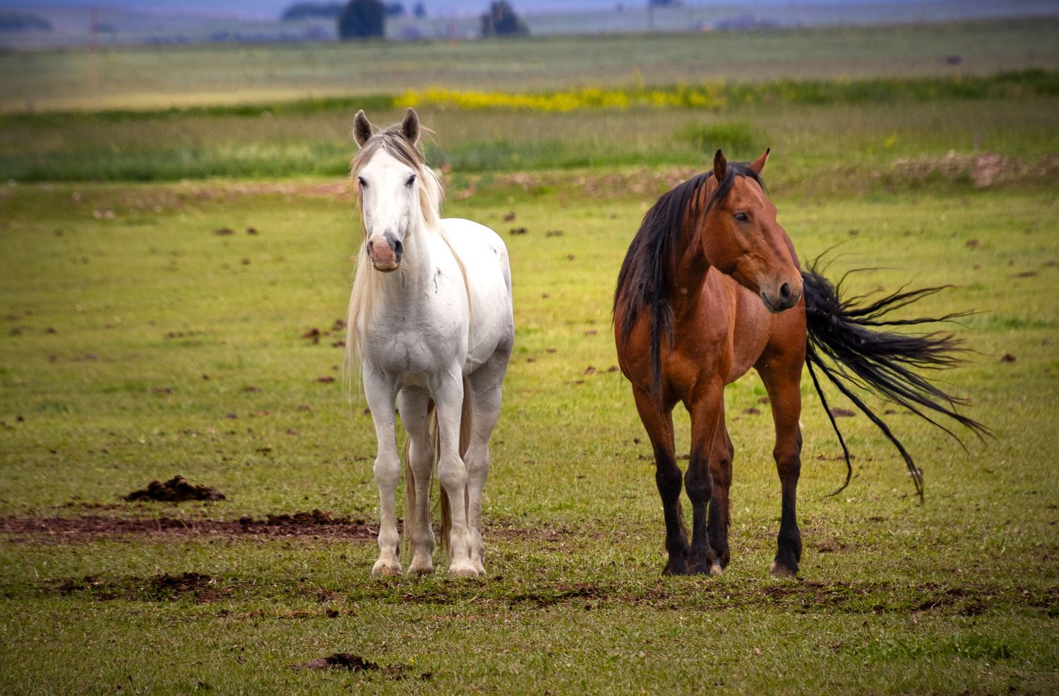 Two horses walking toward camera in Wyoming pasture with wind blowing tail