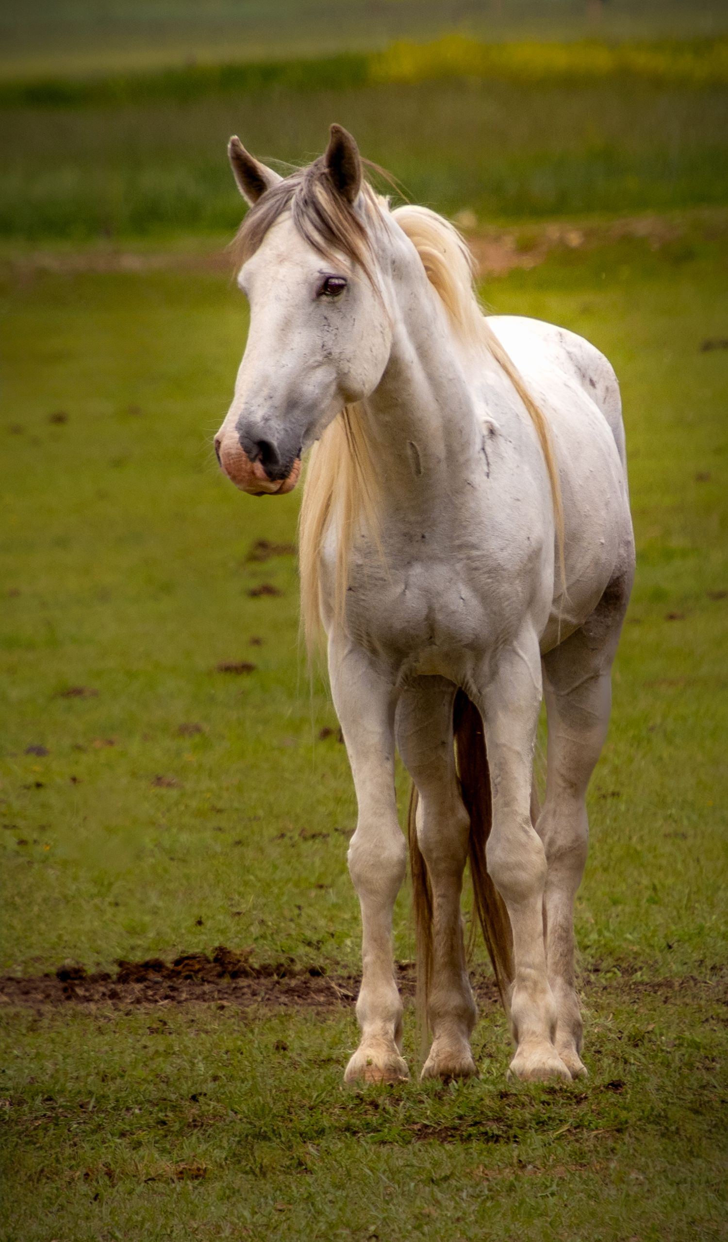 White horse standing in open Wyoming pasture with soft green background