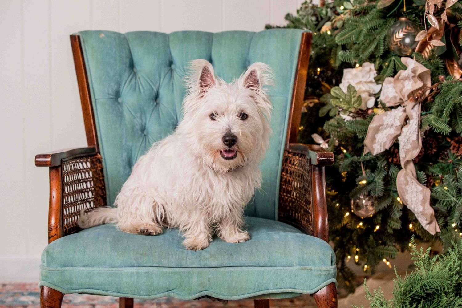 Cute white Westie dog sitting on a teal antique chair next to a festively decorated Christmas tree.