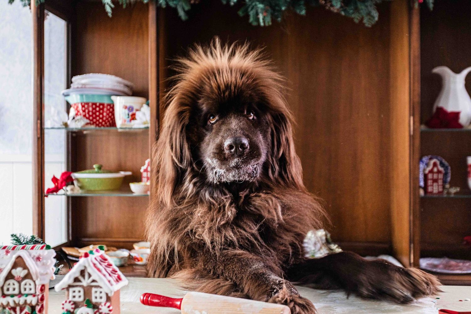 Fluffy brown Newfoundland dog lying among Christmas decorations and gingerbread house ornaments.