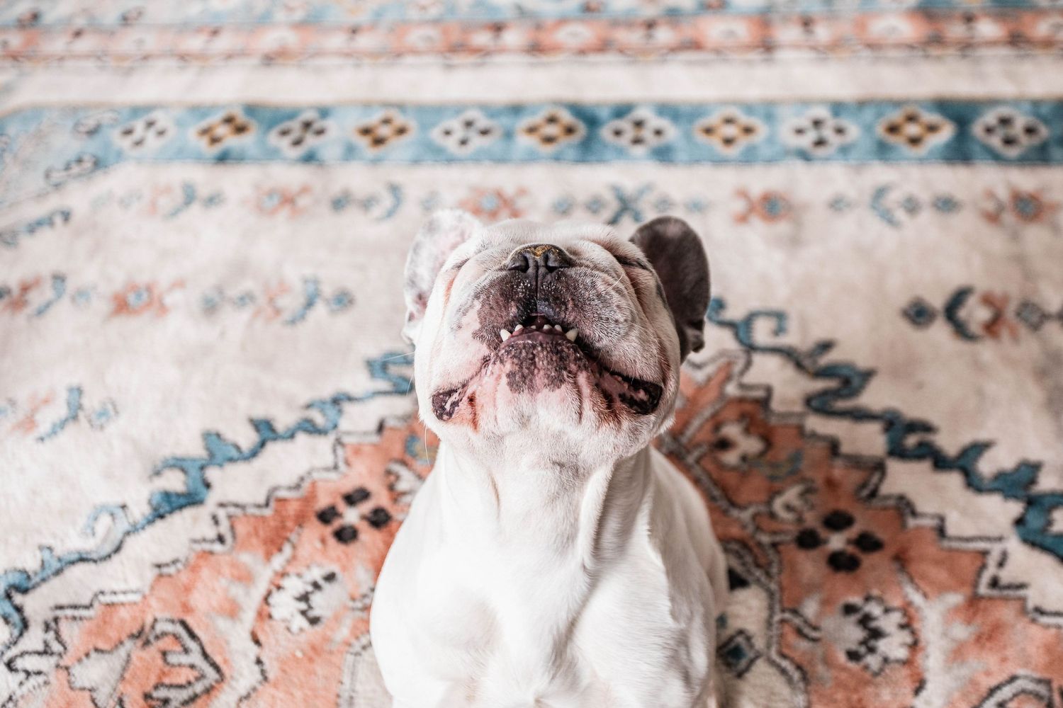 White English Bulldog sitting on a decorative vintage Persian rug indoors.