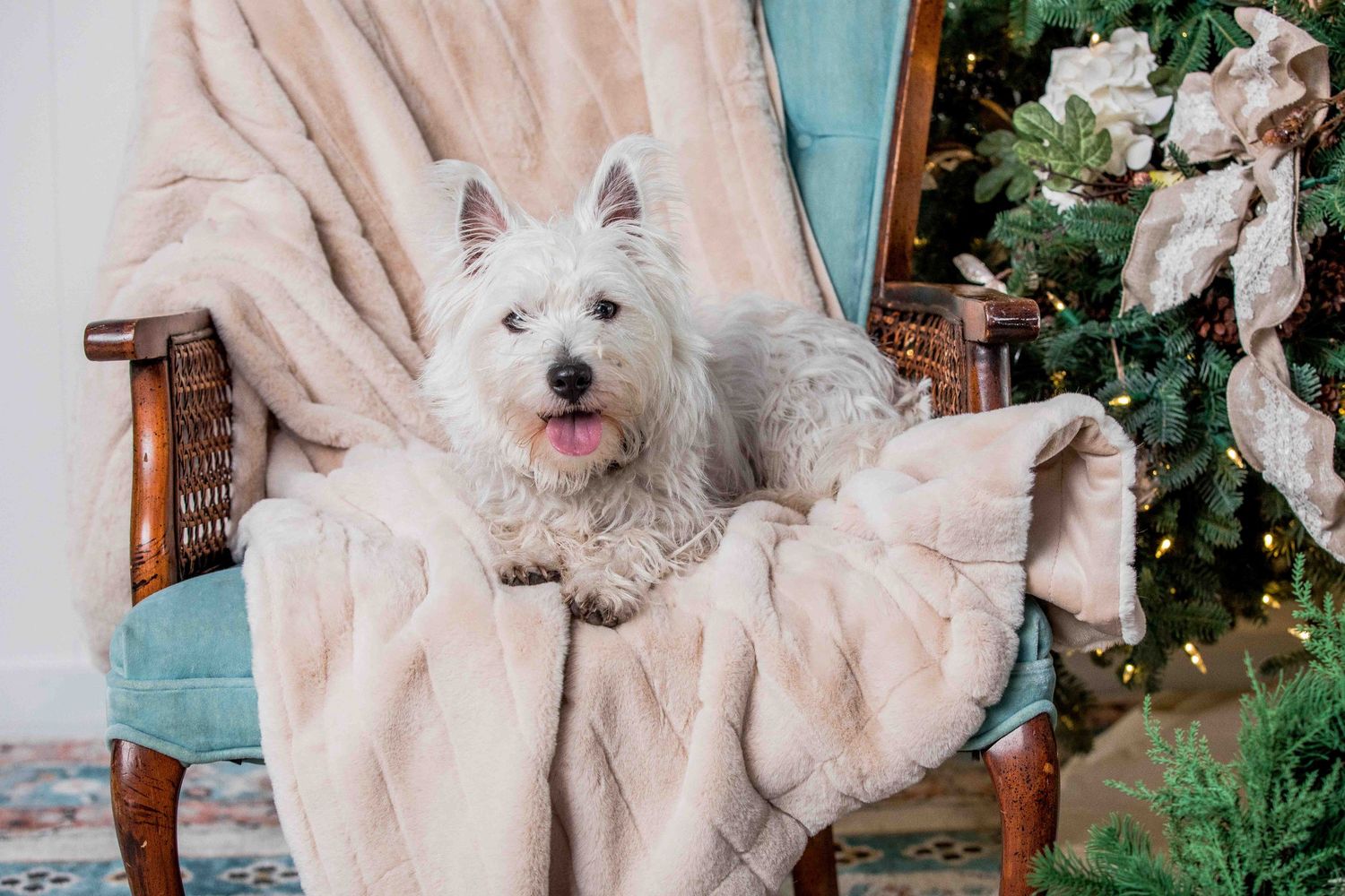 Fluffy white Westie dog relaxing on a beige blanket draped over a vintage chair near a Christmas tree.
