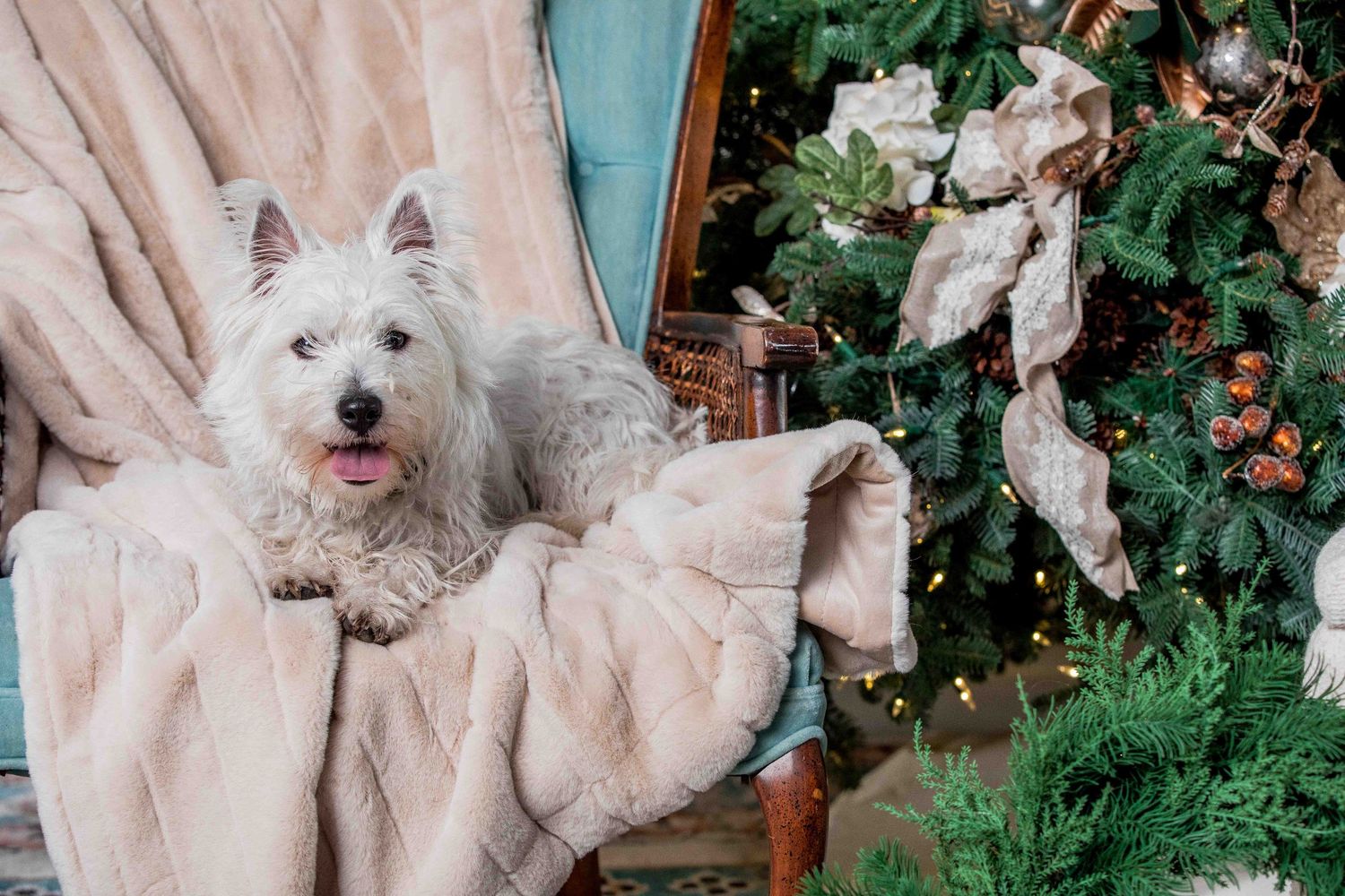 White West Highland Terrier lounging on a soft beige blanket on a chair beside a decorated Christmas tree.