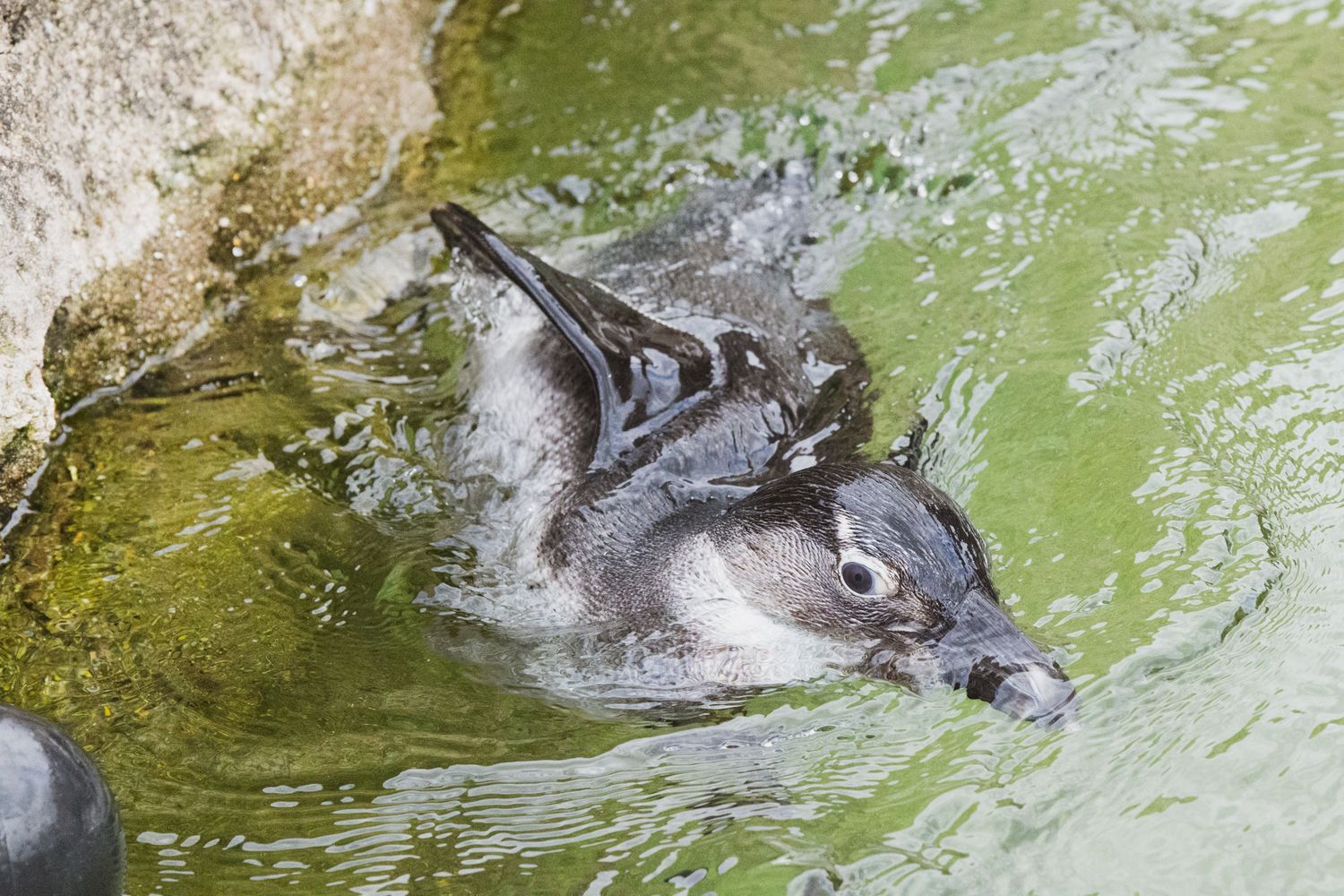 a professional photo and highly detailed penguin, pet photography