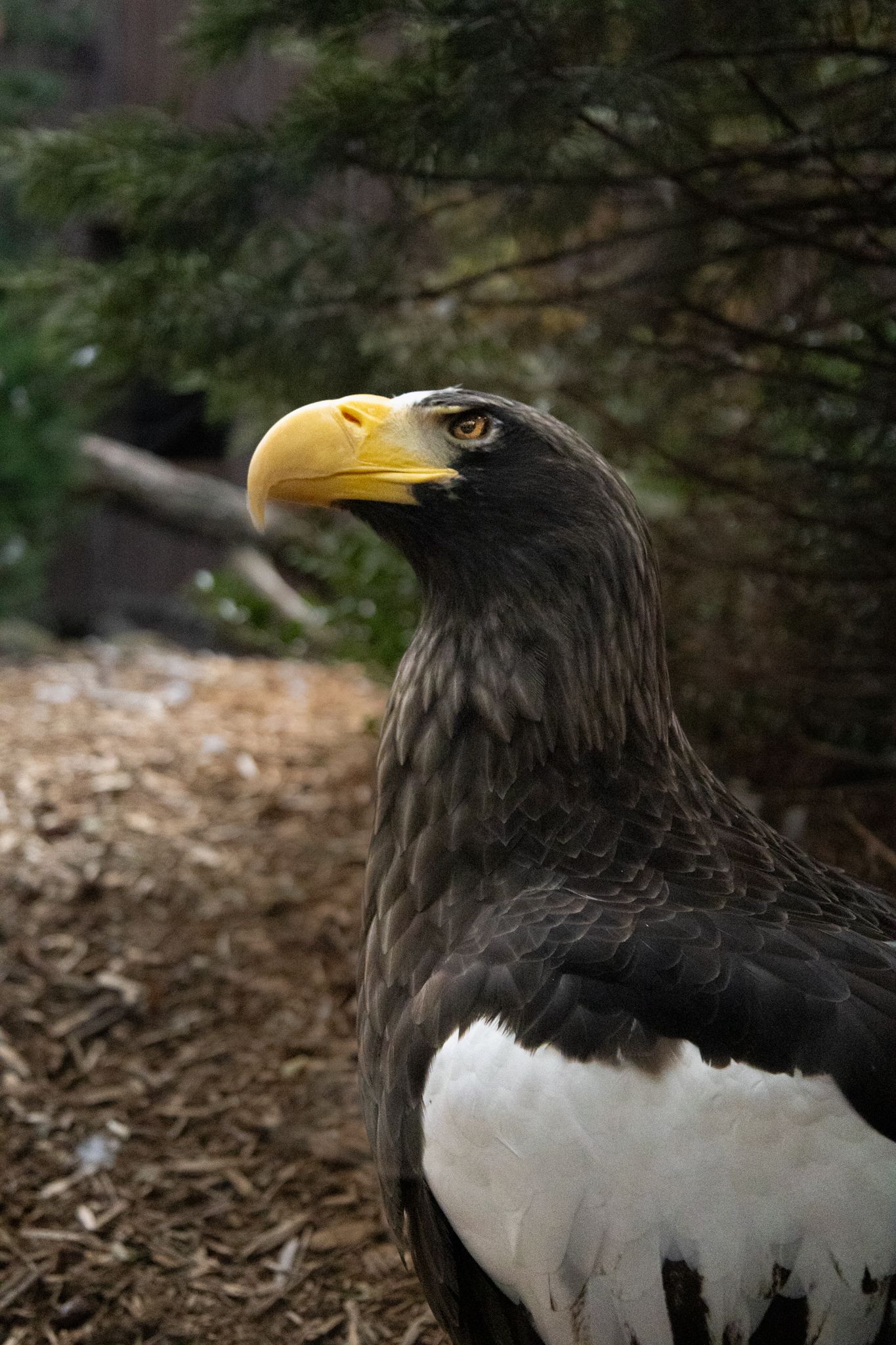 a professional photo and highly detailed picture of an eagle