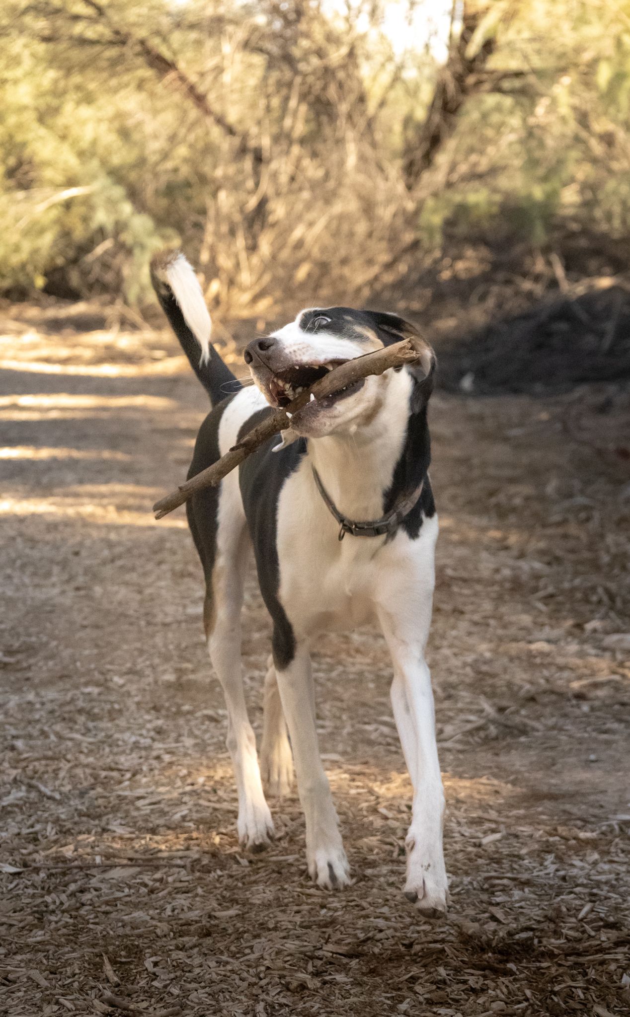 silly photo of a dog