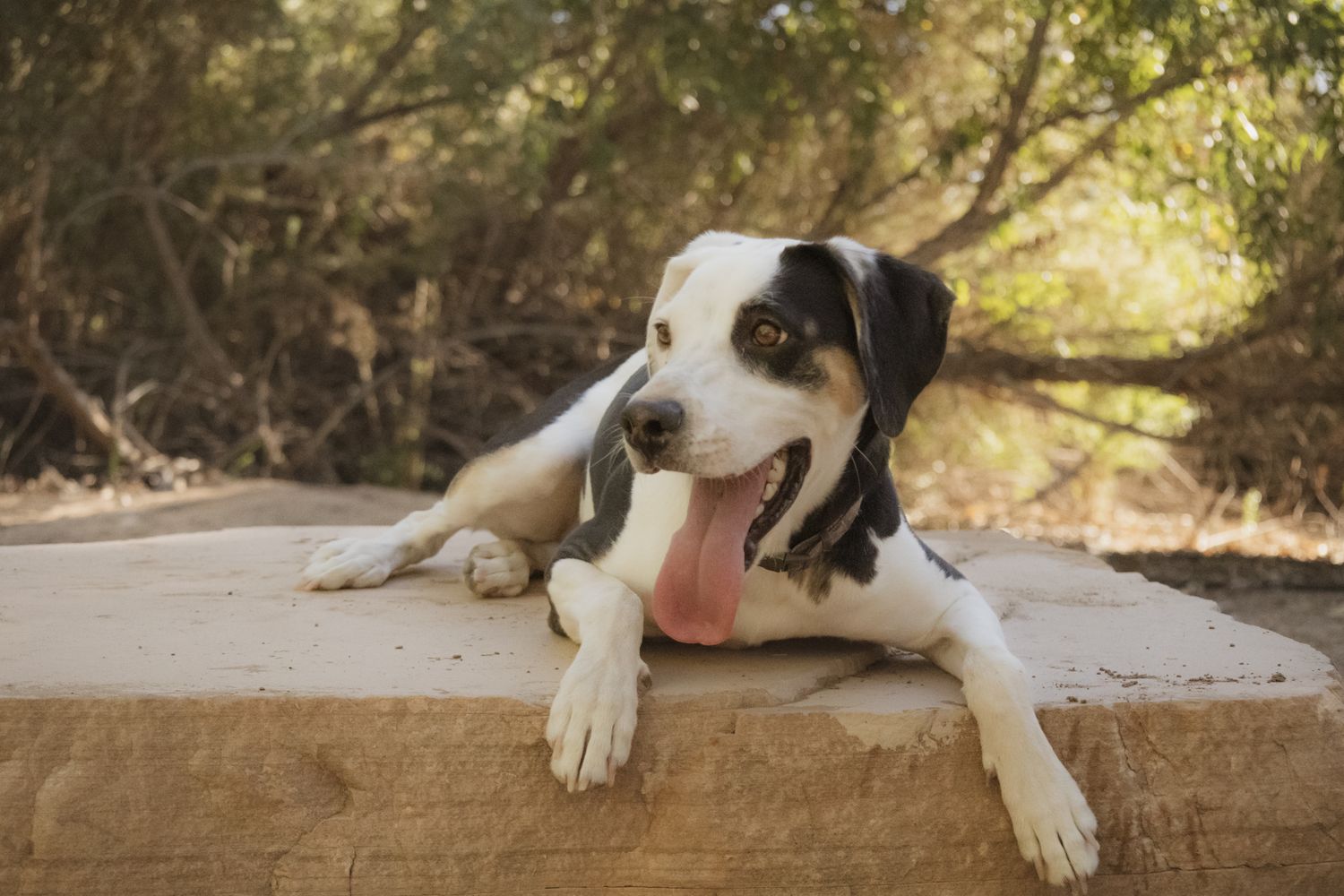 Professional photo of a cute dog on a rock, soft colors, pet photography