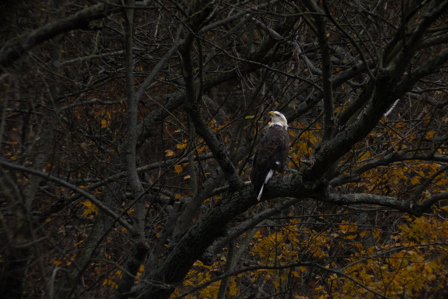 a professional photo and highly detailed eagle