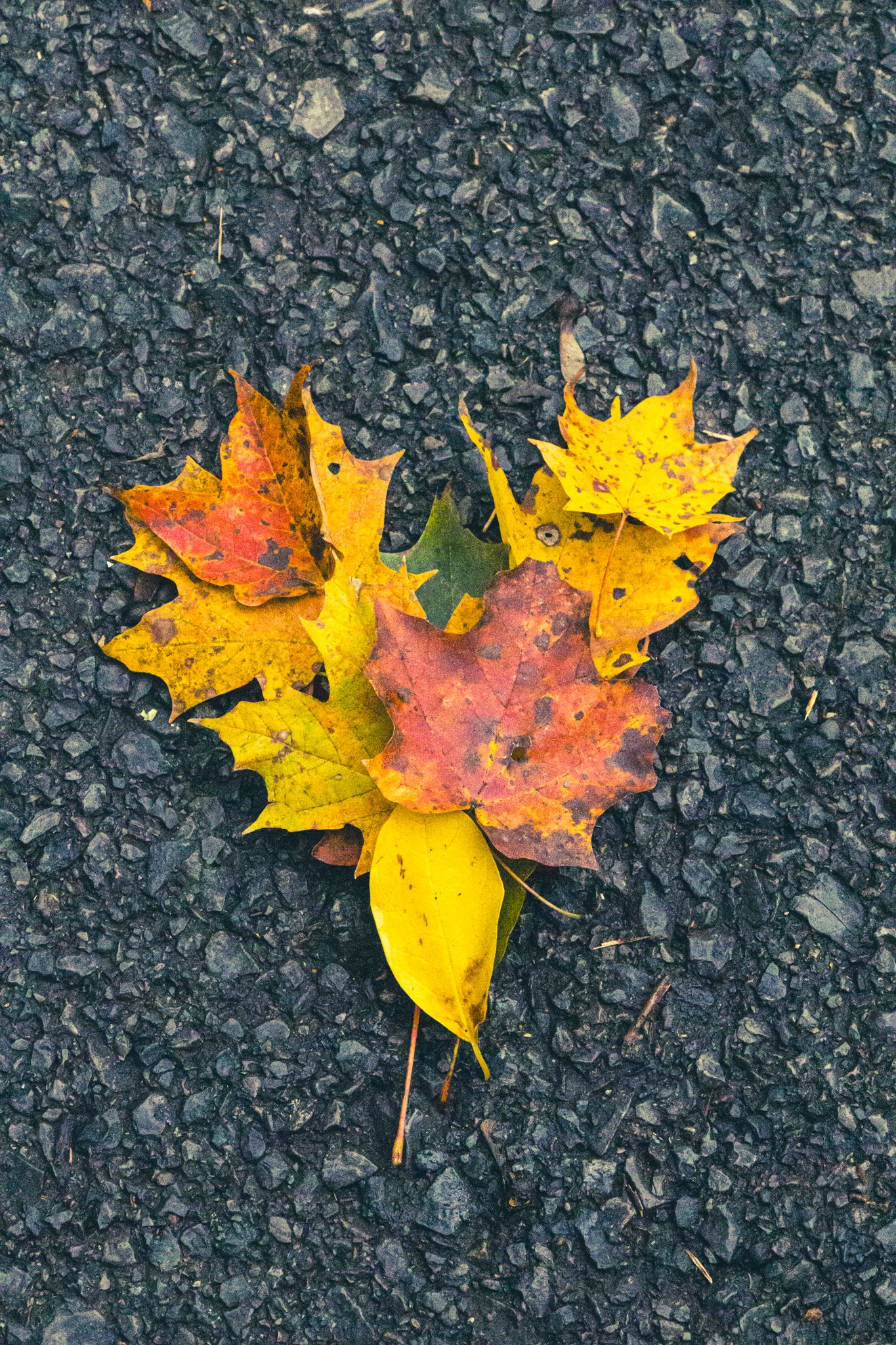 a professional photo and highly detailed leaf
