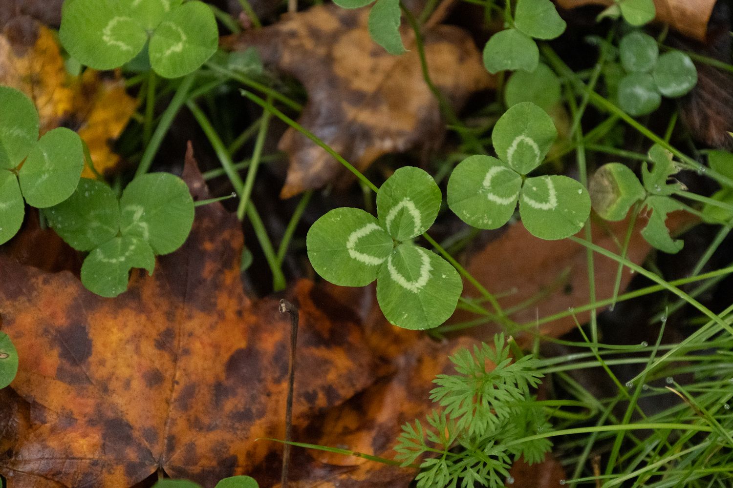 a professional photo and highly detailed photo of a clover