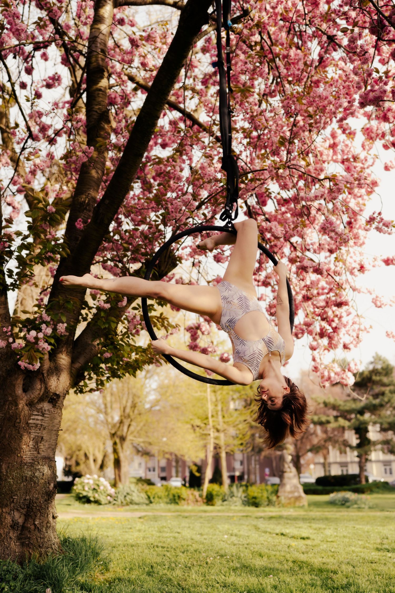 Aerial hoop performer poses gracefully on lyra hung from cherry blossom tree in full pink bloom outdoors.