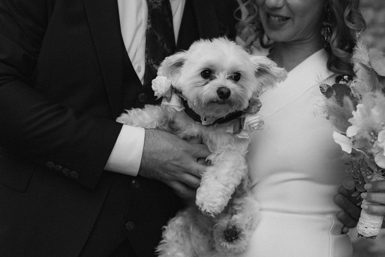 Small white dog being held during wedding celebrations.