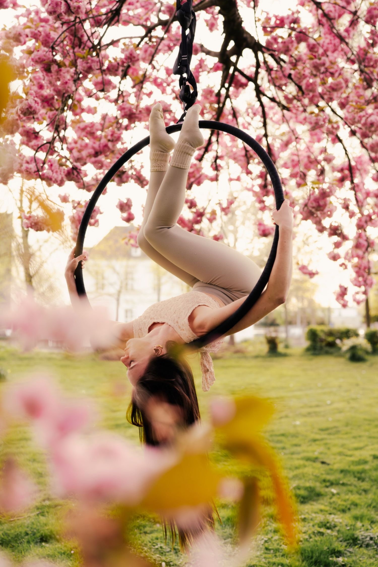 Aerial hoop artist poses gracefully upside down on lyra hung from cherry blossom tree in full pink bloom outdoors.