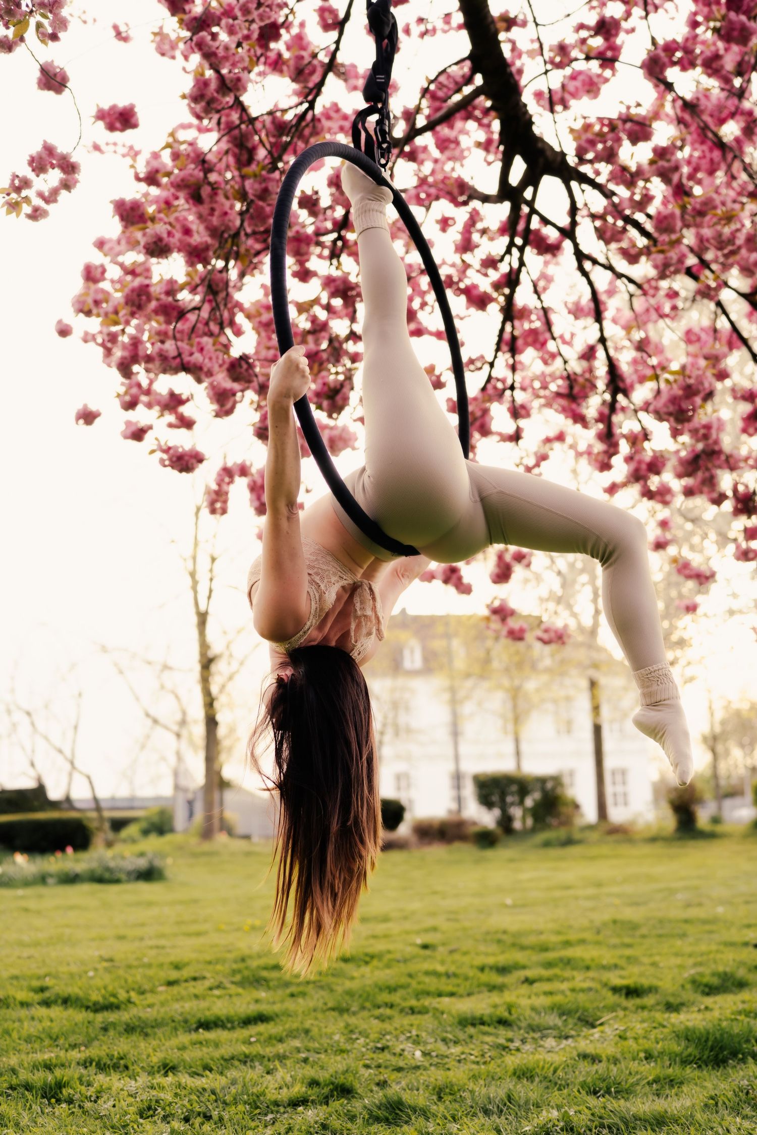 Woman performing aerial hoop lyra acrobatics outdoors under blooming pink cherry blossom tree on green grass.