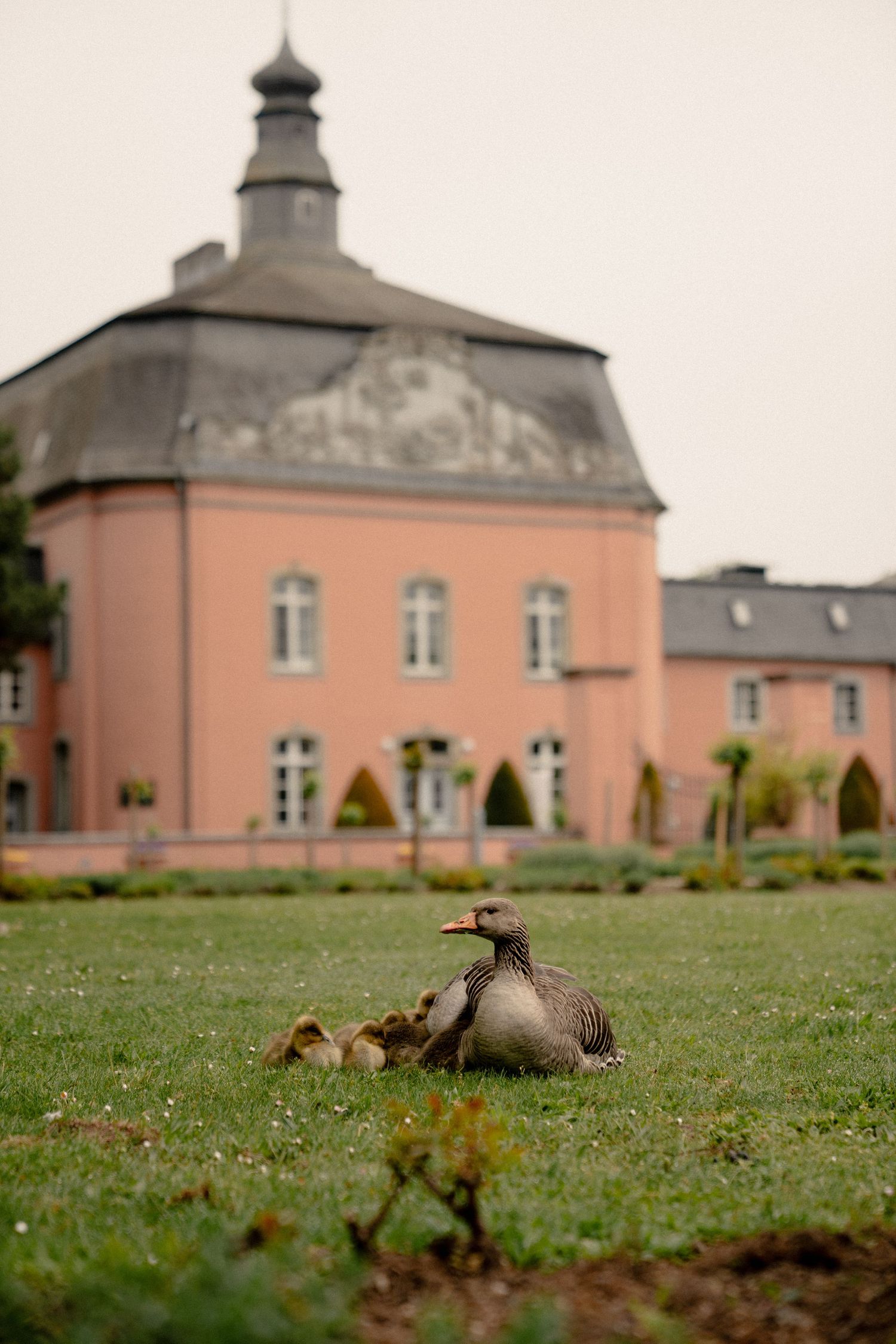 A mother goose rests on green grass with goslings in front of a pink baroque building.