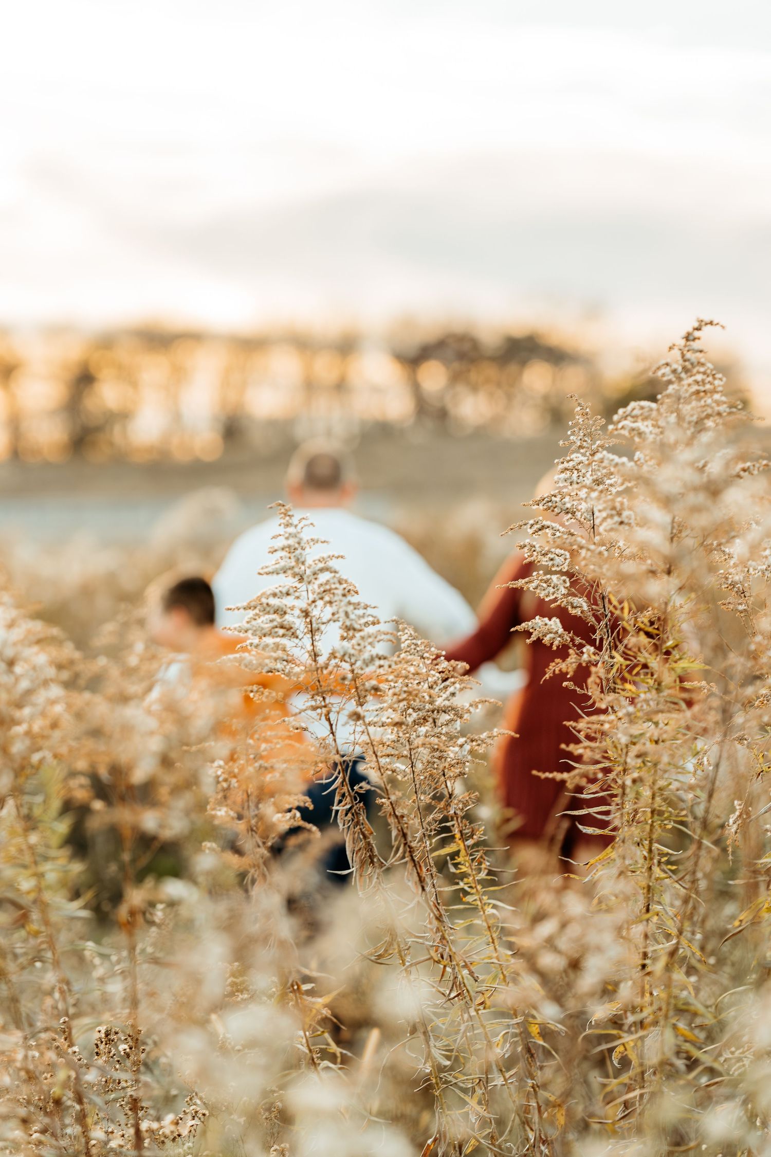 Dreamy golden wildflowers in a field with soft bokeh effect at sunset.