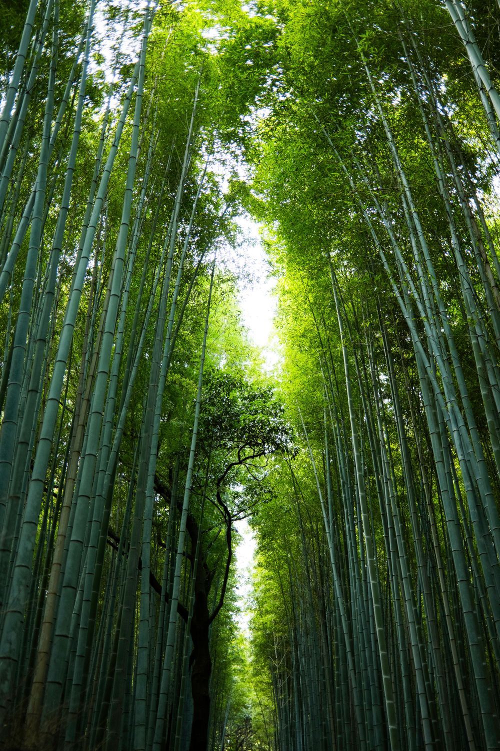 Kyoto, Japan | Travel photography by Farheen Shaikh