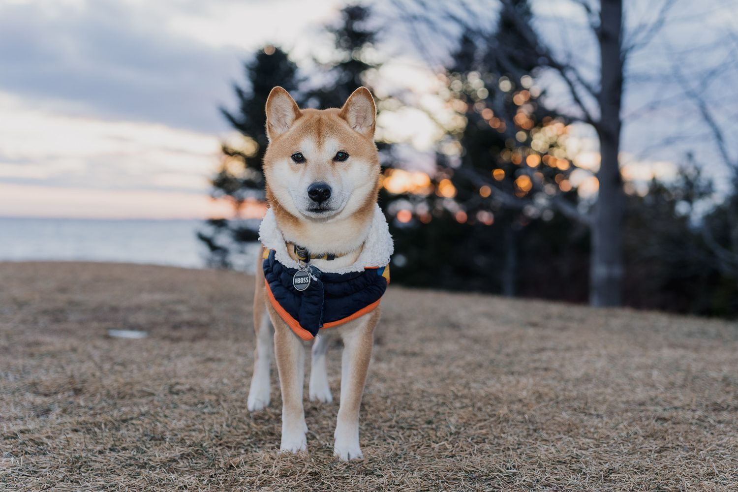 ILO Studio HR Coordinator Groot, the founders’ Shiba Inu, wearing a winter jacket outdoors at sunset with trees in the background.