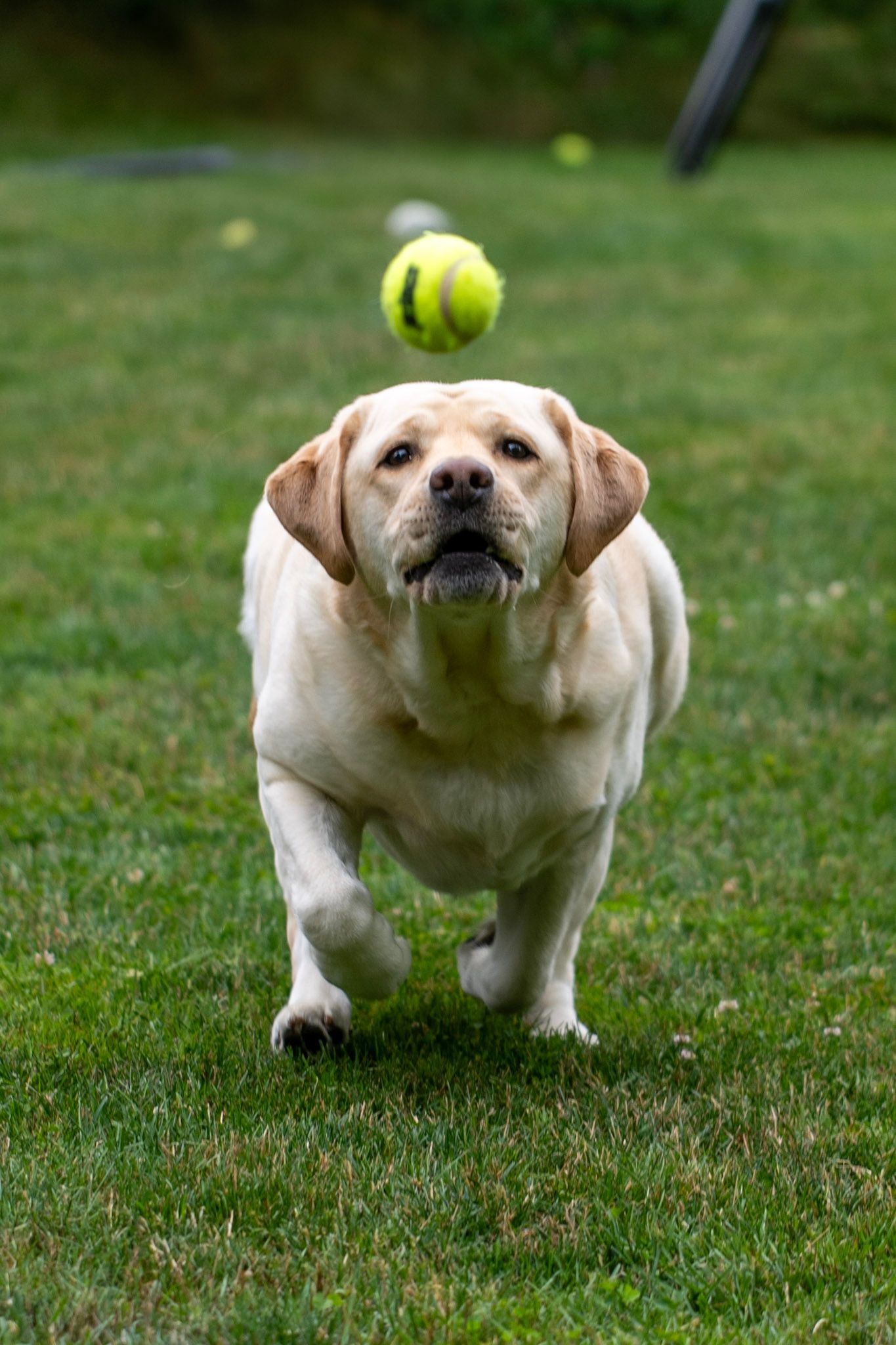 Very large dog running after a tennis ball in Canada