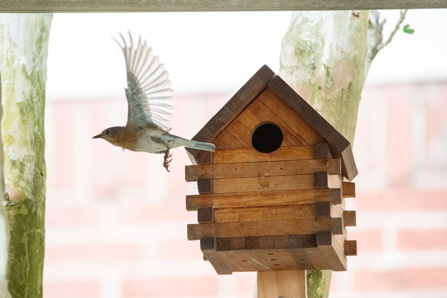 Eastern bluebird birdhouse