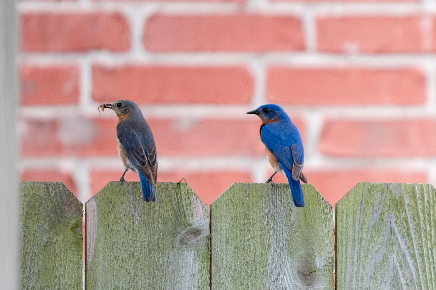 Two bluebirds sitting on fence