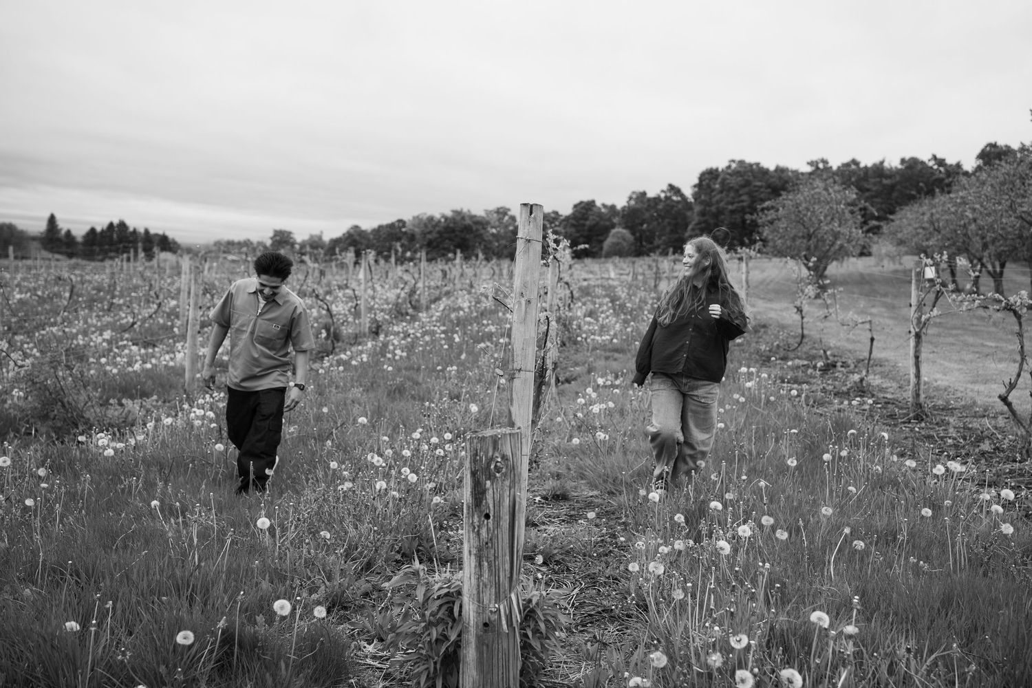 Black and white photo of a couple walking through a blooming dandelion field among vineyard rows.