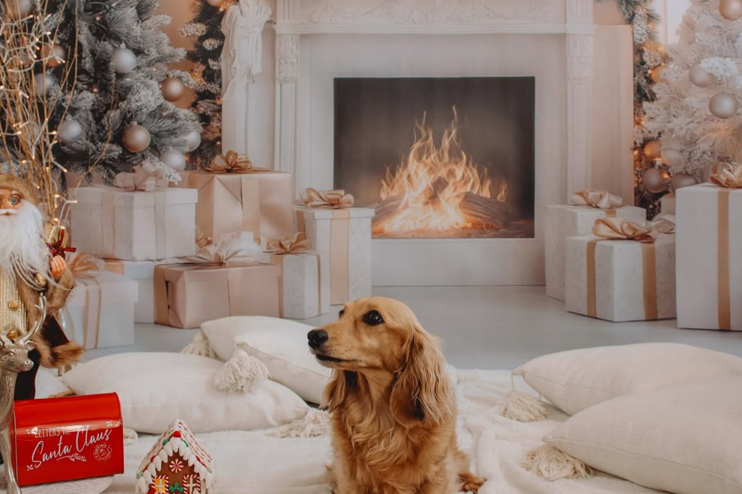 Christmas Photos for Fur babies, Auckland.