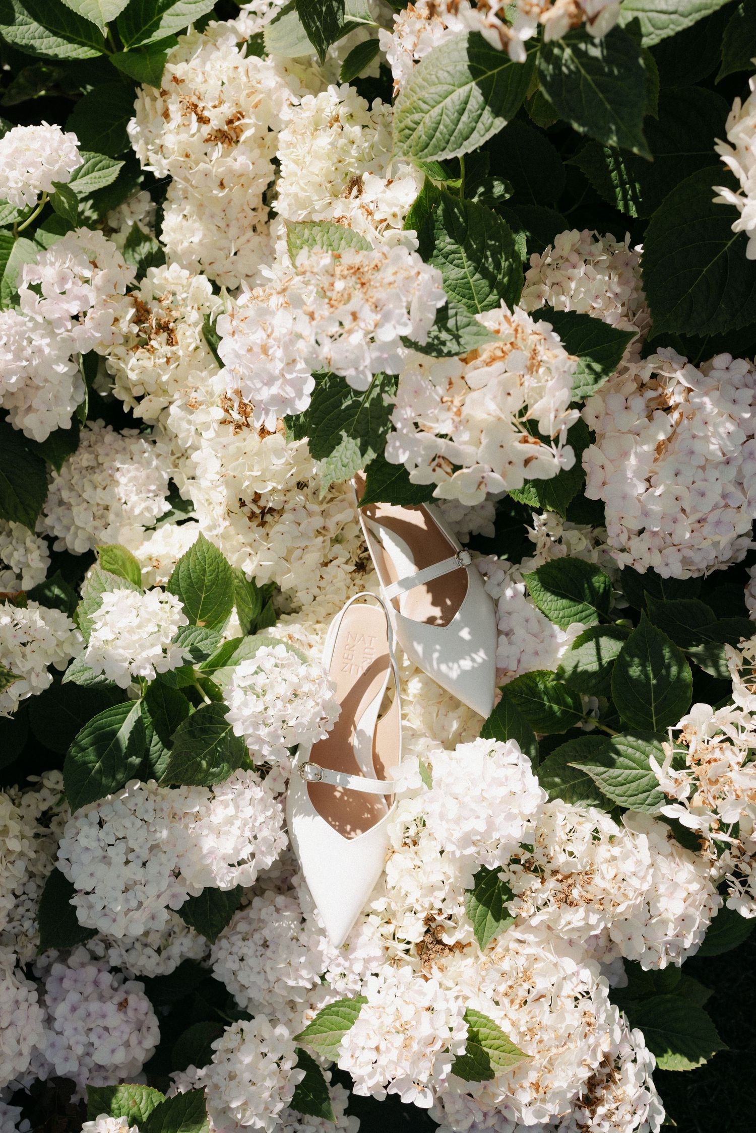 Clusters of delicate white viburnum flowers bloom abundantly against dark green foliage in a spring garden.