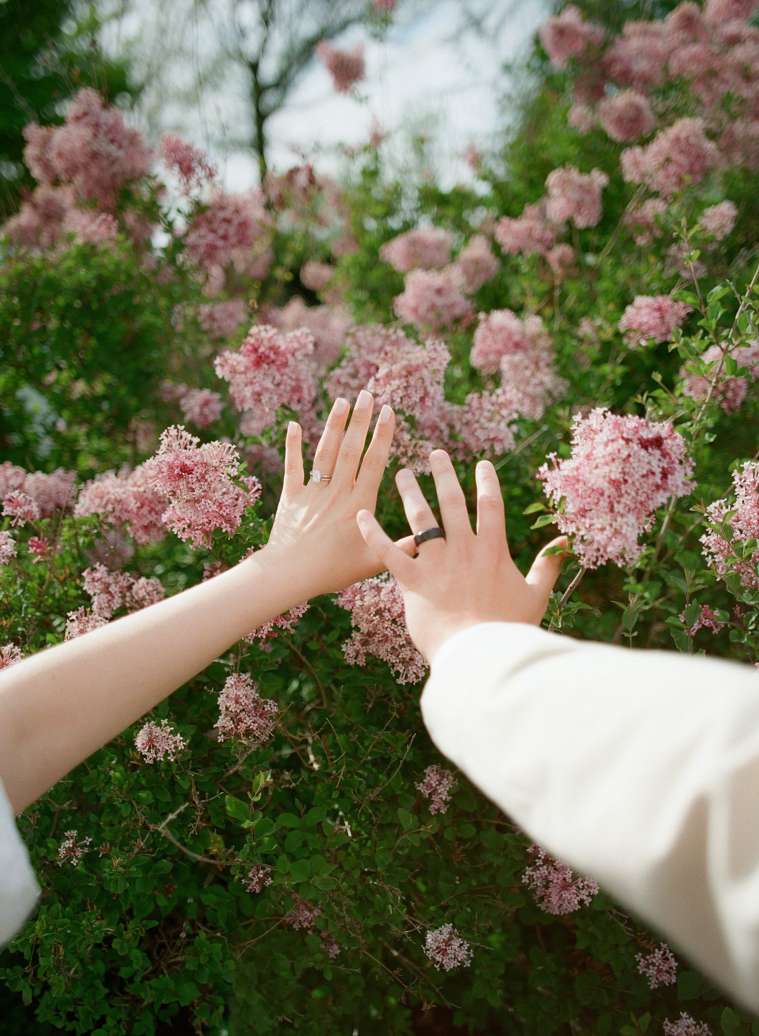 Two hands reaching toward blooming pink roses in a lush green garden, one hand wearing a delicate ring.