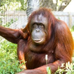 Orangutans lounging in natural habitat with lush green foliage. Ruby at the Omaha Henry Doorly Zoo.
