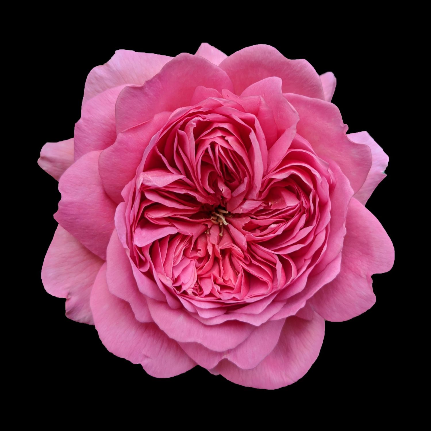 A bright pink rose set against a stark black background