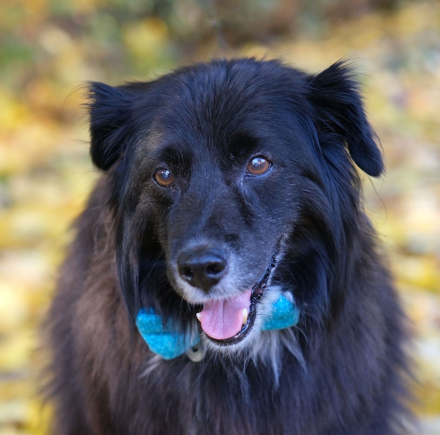 A black fluffy dog smiles while wearing a blue bow tie