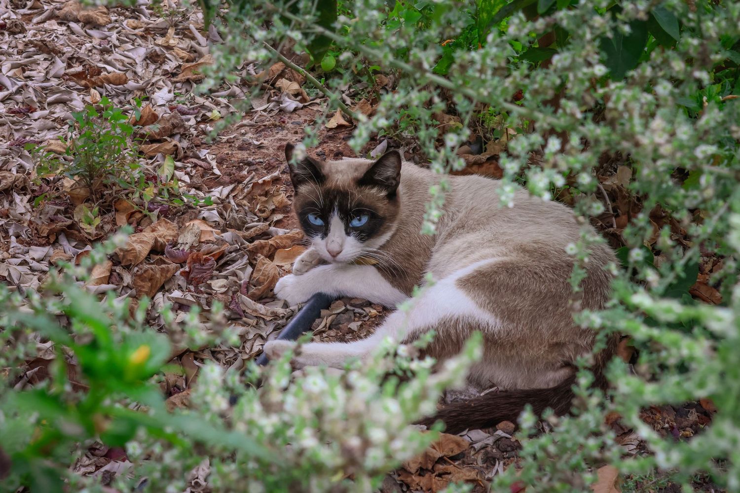 A Siamese cat with blue eyes rests on brown leaves among green foliage in a garden setting.