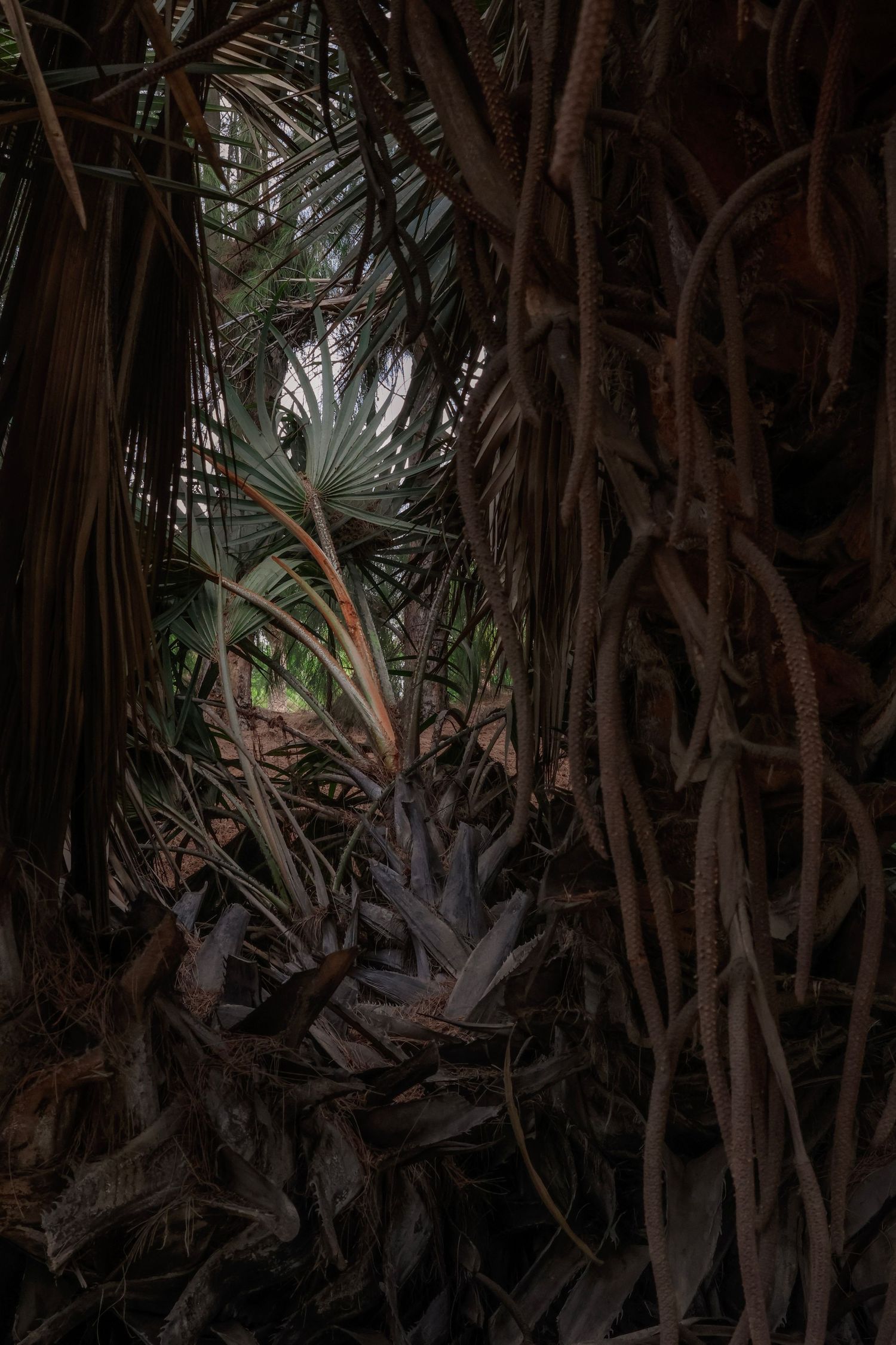 Dark moody tropical scene with twisted vines and palm fronds in a dense jungle setting.