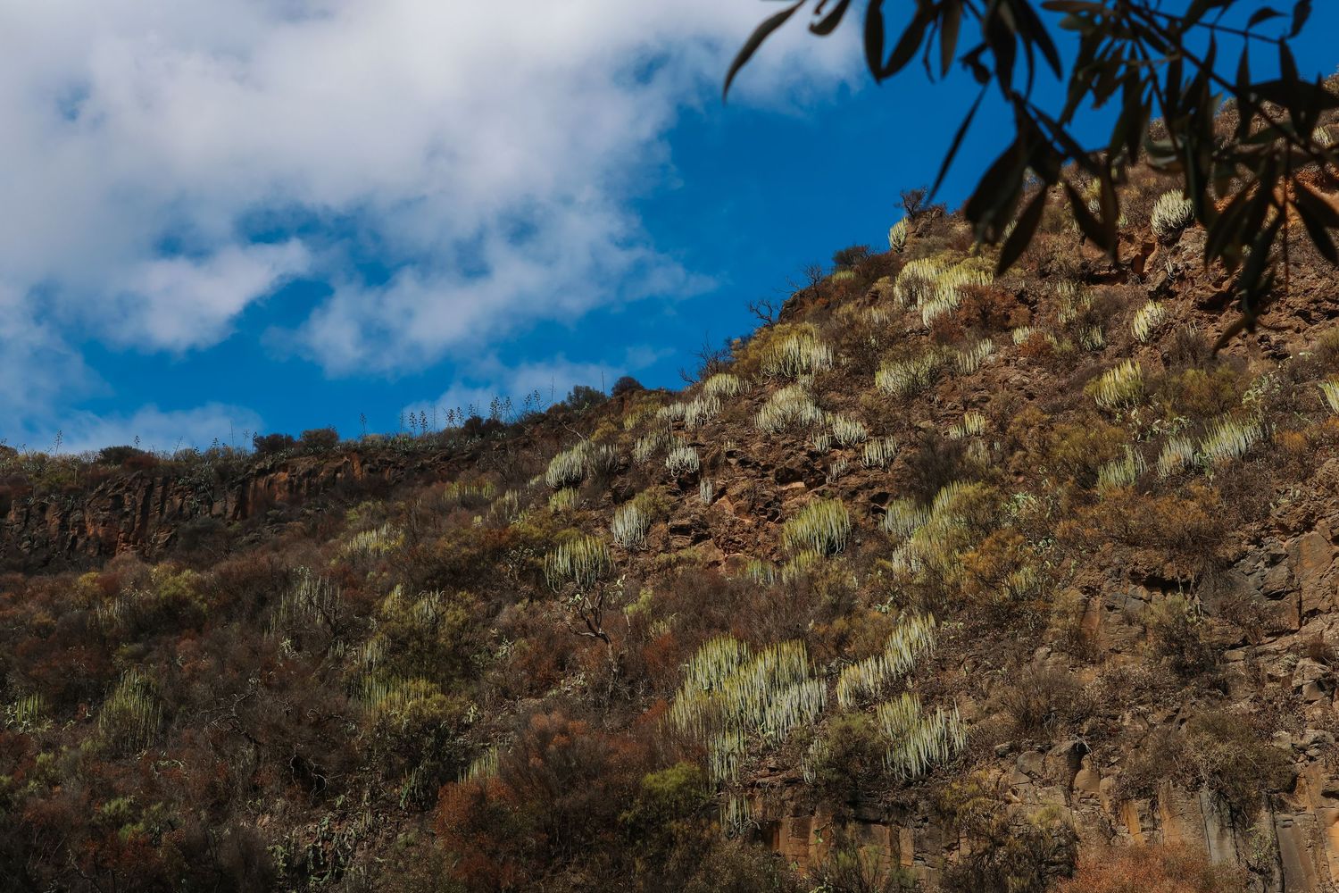A panoramic view of rugged desert mountains with saguaro cacti and scrub brush against a bright blue sky.