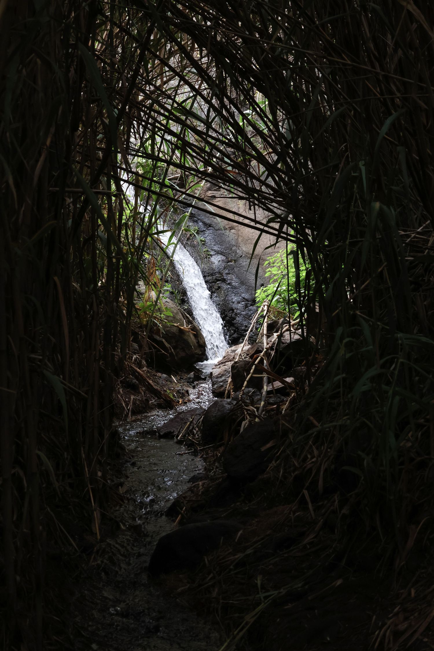 Dark forest path leads to a small waterfall cascading through dense vegetation and rocks in a tropical setting.