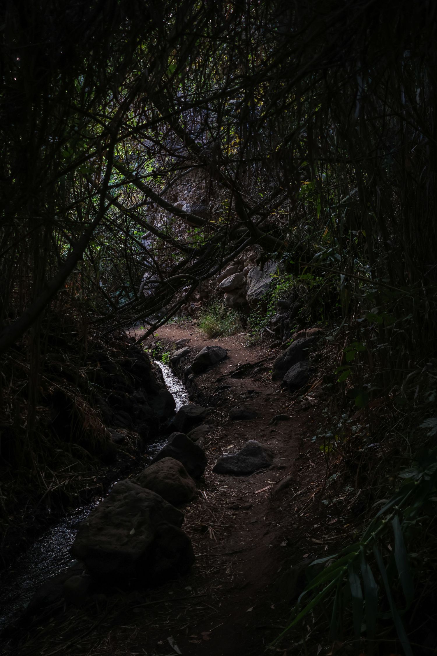 A dark forest trail winds through dense vegetation with a small stream and waterfall visible in the distance.