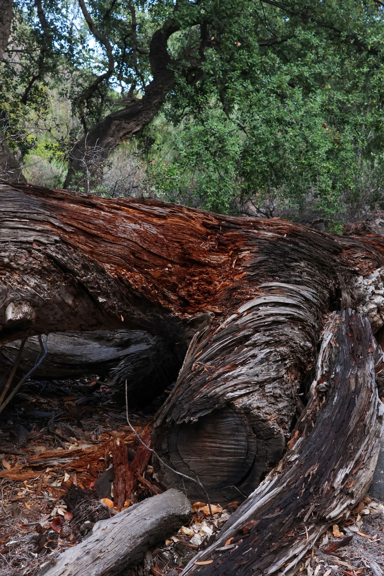 A fallen redwood tree trunk lies twisted on the forest floor with reddish bark peeling away in layers.