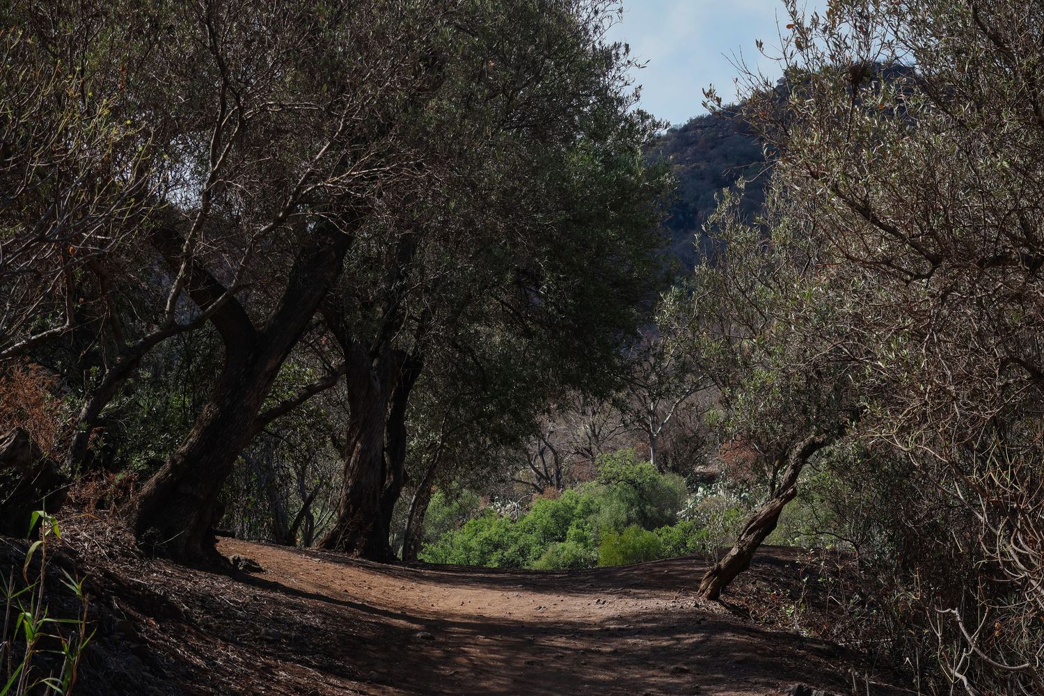 A winding dirt trail through a wooded area with mountains visible in the background on a sunny day.