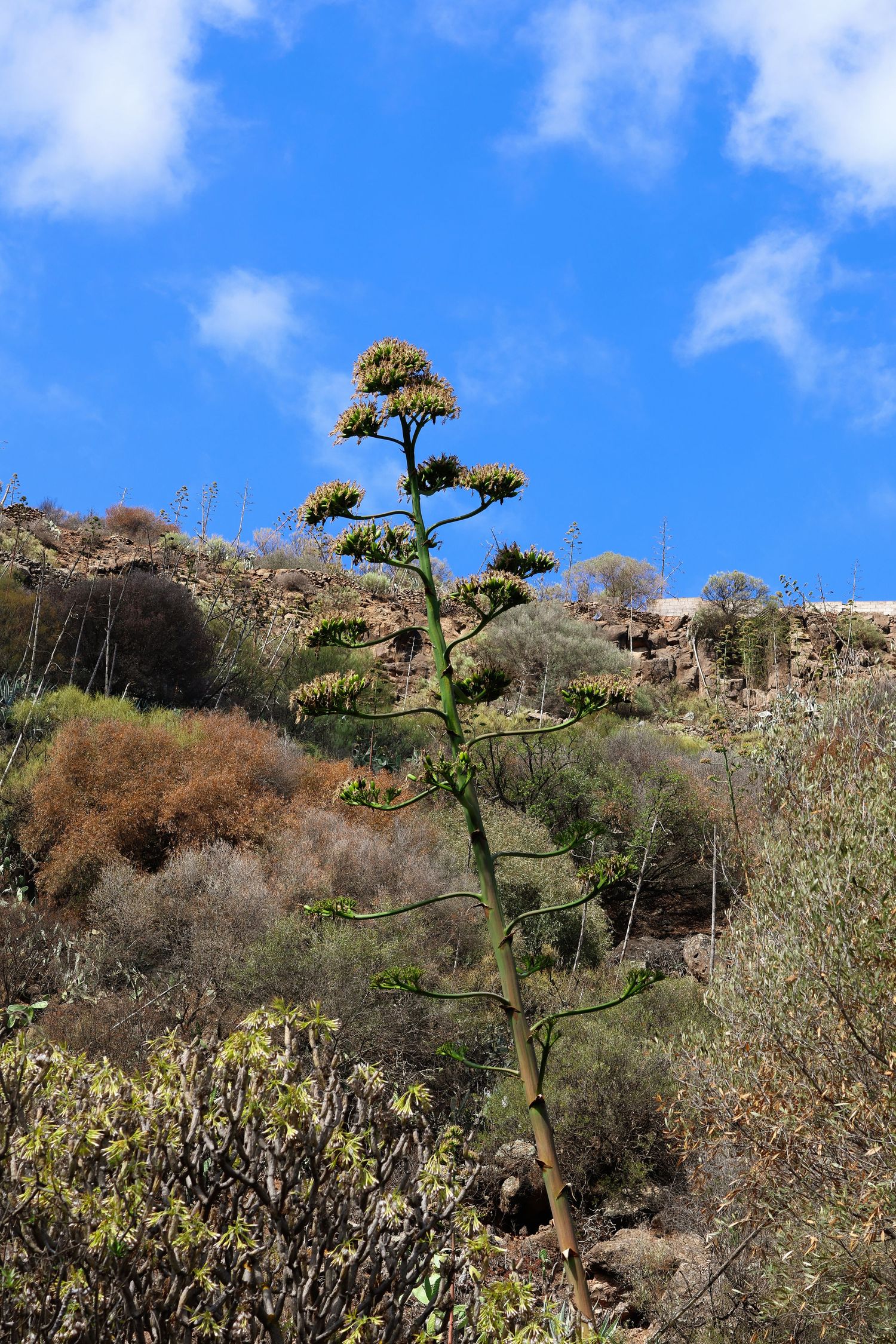 Tall flowering agave plants stand against a rocky hillside with desert brush and blue sky in the background.