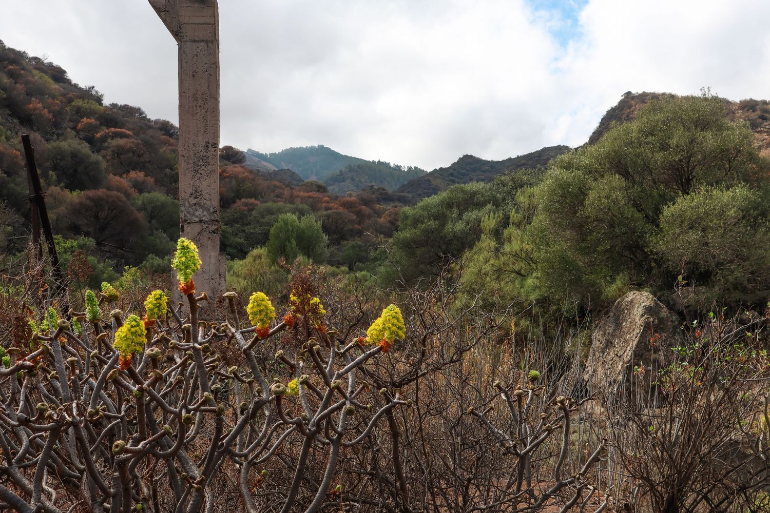 Yellow birds perch on branches against a mountainous landscape backdrop in California.